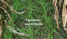 Grow grass as catch crop without reducing your maize yields